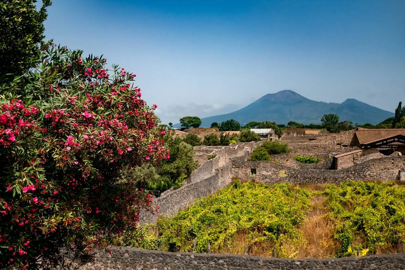 Il Vesuvio sopra le vigne e il golfo